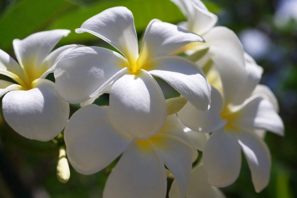 トップ100プルメリア 花 言葉 美しい花の画像
