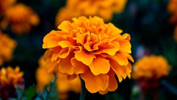 マリーゴールドの花言葉とその意味 由来とは 色々な花の花言葉とその意味 由来とは