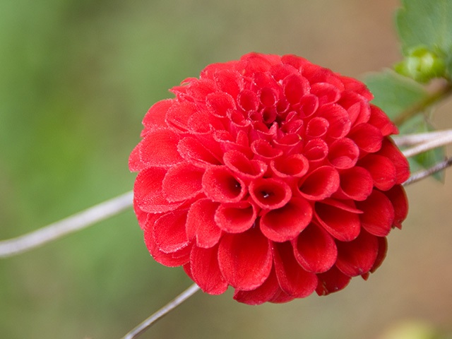 ダリアの花言葉とその意味 由来とは 色々な花の花言葉とその意味 由来とは