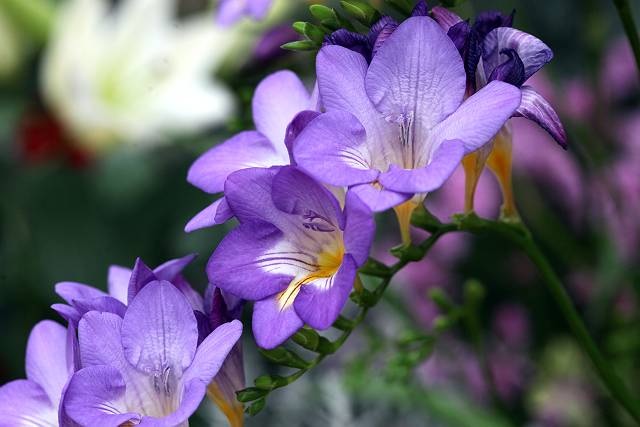 フリージアの花言葉とその意味 由来とは 色々な花の花言葉とその意味 由来とは