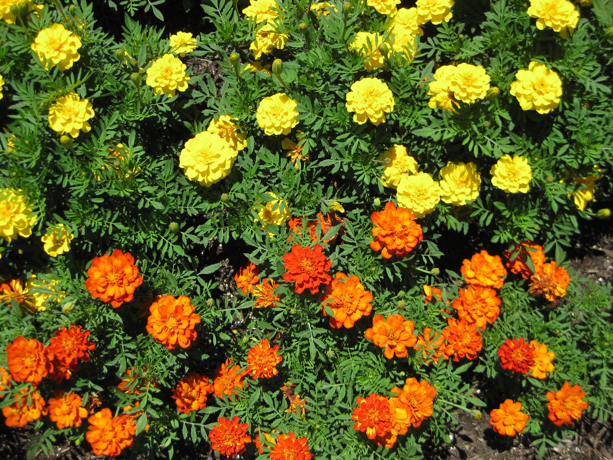 マリーゴールドの花言葉とその意味 由来とは 色々な花の花言葉とその意味 由来とは