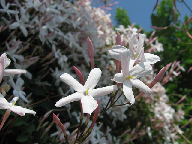 ジャスミンの花言葉とその意味 由来とは 色々な花の花言葉とその意味 由来とは