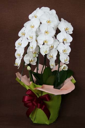 胡蝶蘭の花言葉とその意味 由来とは 色々な花の花言葉とその意味 由来とは